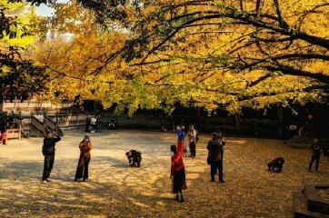 当秋天叶子飘落时，寒冷的冬天就来了 ~ 崇州罨画池