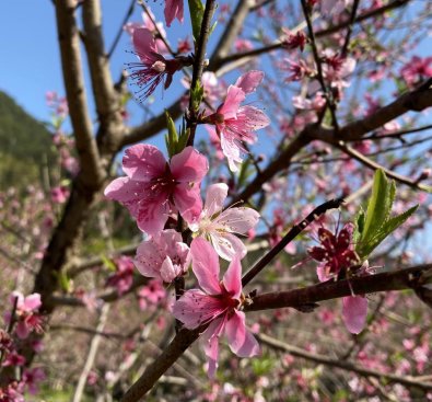 【爱车秀】春季与小白威一起去赏花