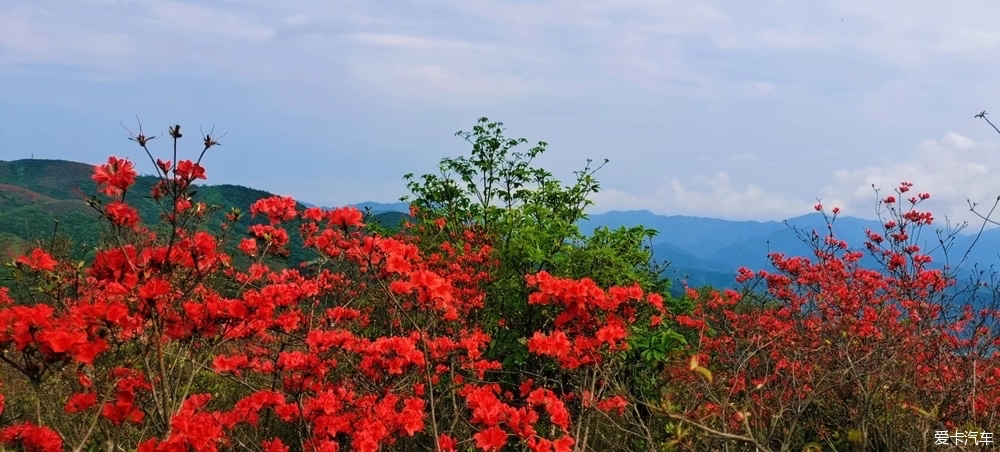 初夏阳明山游记