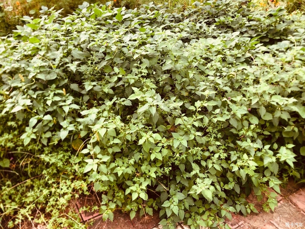 小开荒
