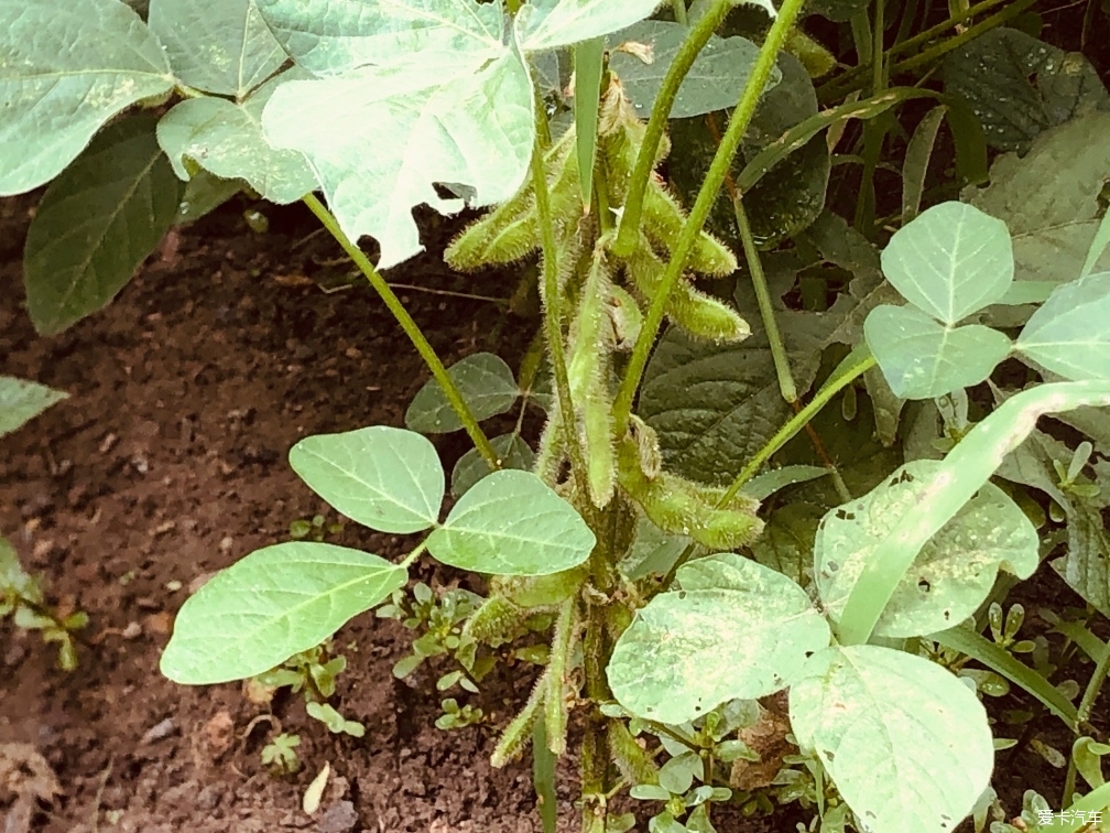 小开荒