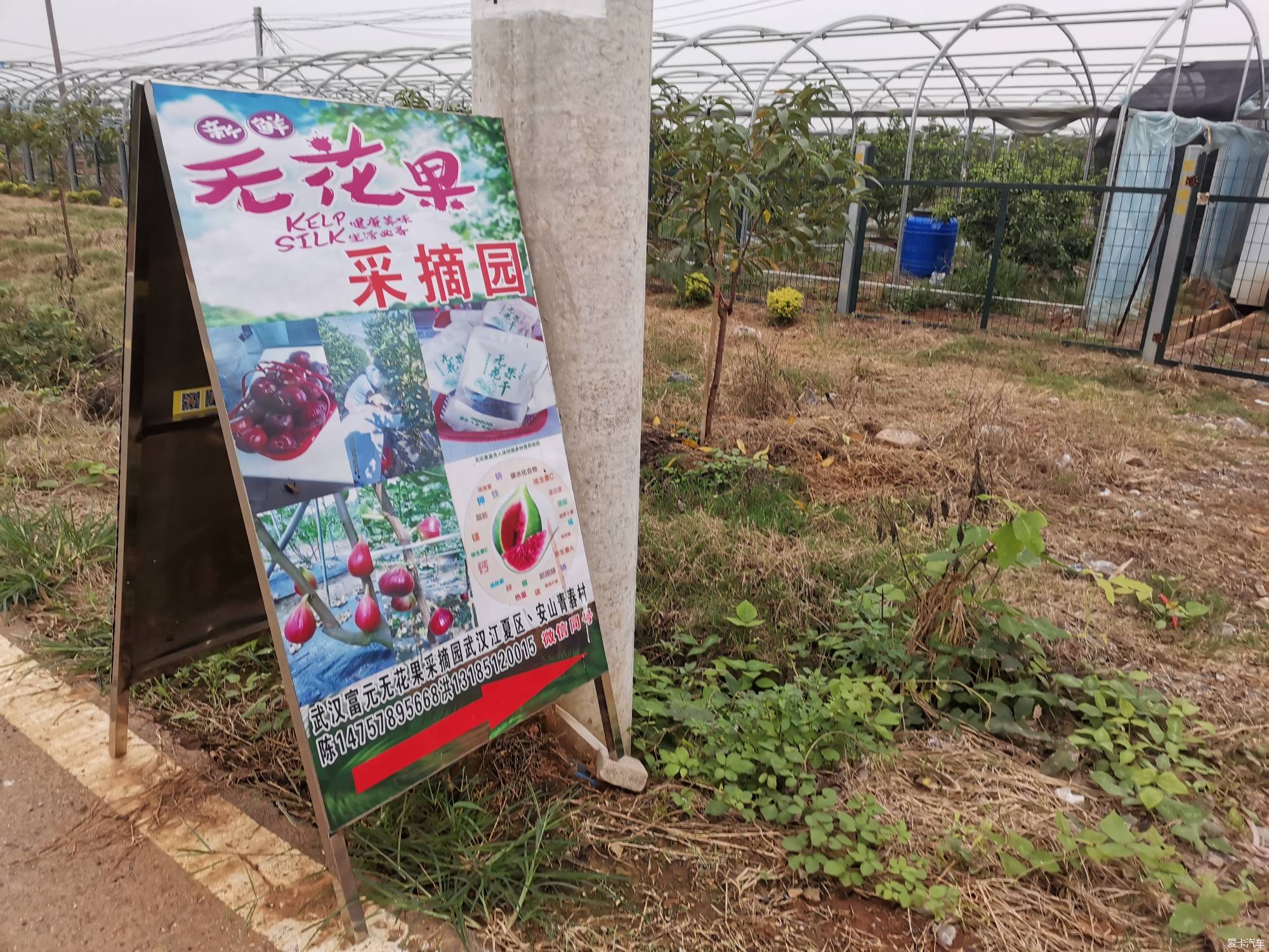 江夏采摘无花果,很甜很快乐