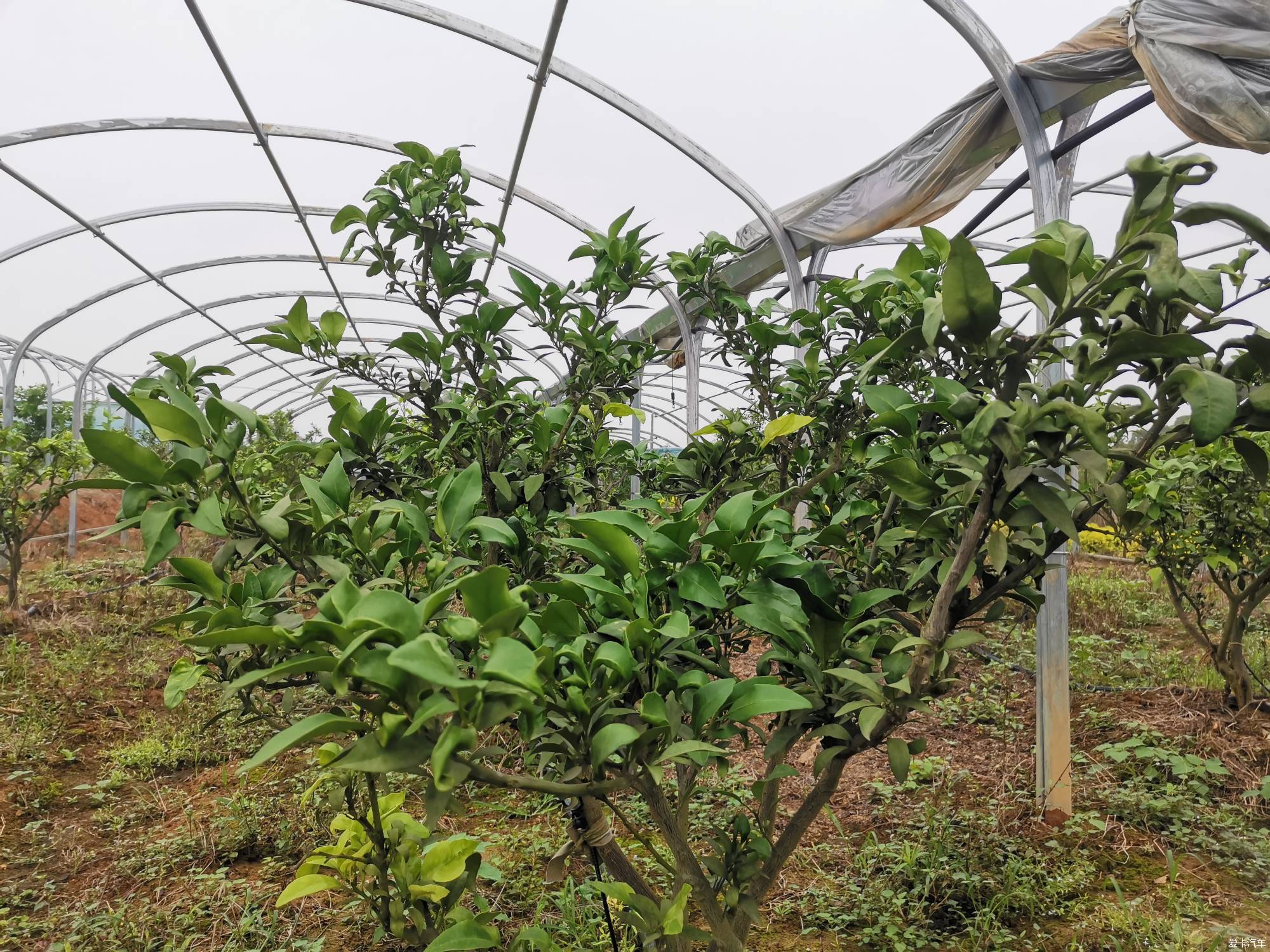 江夏采摘无花果,很甜很快乐