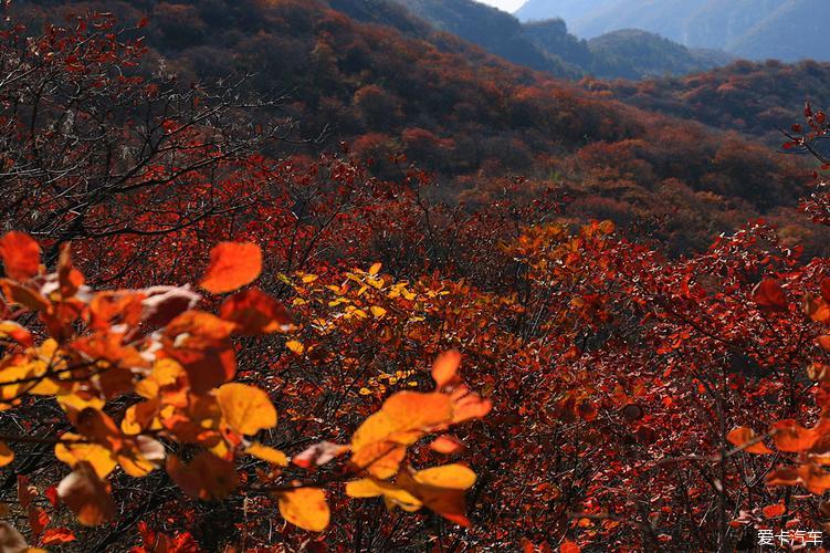 太行山枫叶红了