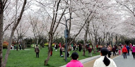去金匮公园看樱花