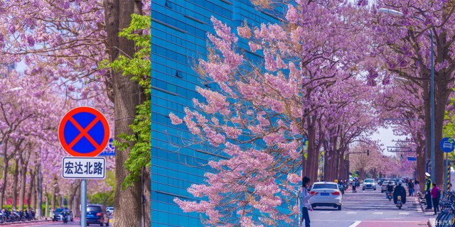【春与夏之记】最美人间四月天·京城两大花事一悲一喜
