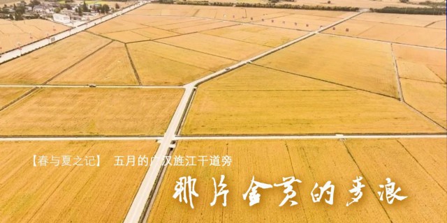 【春与夏之记】五月的广汉旌江干道旁，那片金黄的麦浪