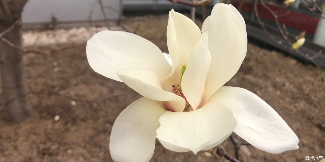 玉兰花开