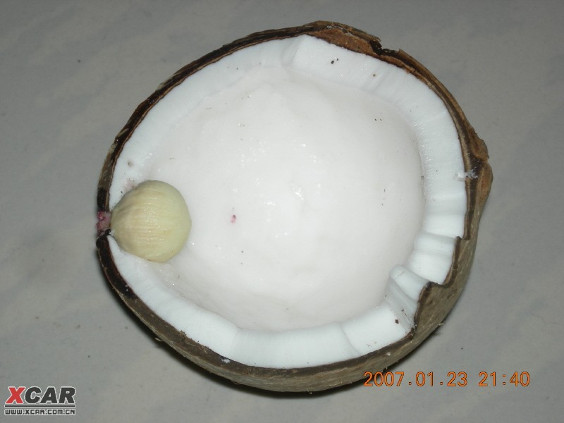 这就是椰子种子吗?