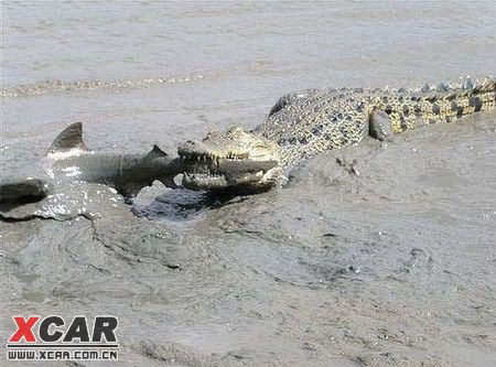 虎落平阳被犬欺,龙困浅滩遭虾戏 大鲨鱼搁浅海滩又怎样呢?