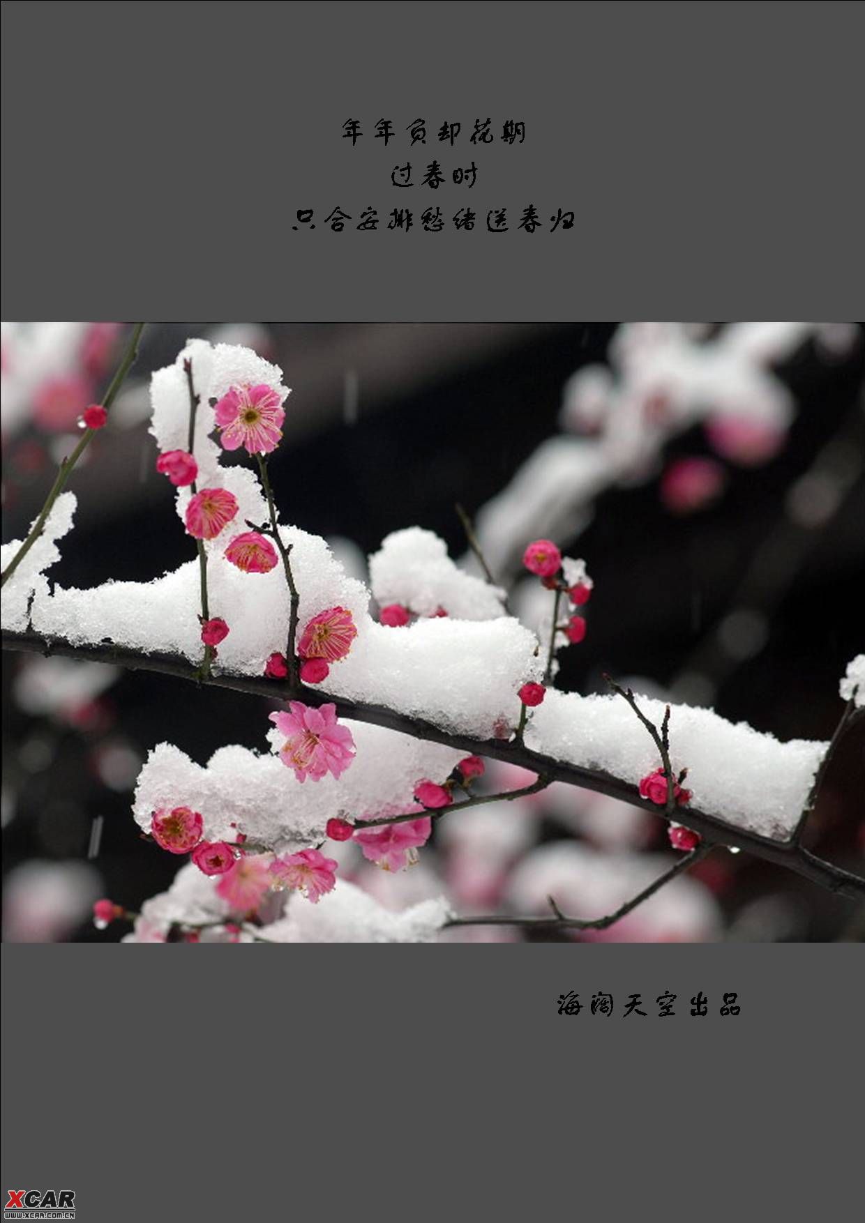 梅花雪