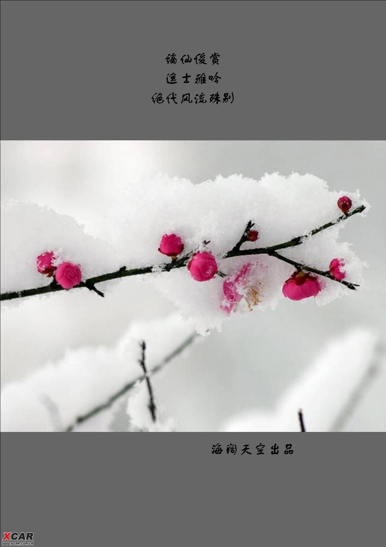 梅花雪_爱卡汽车