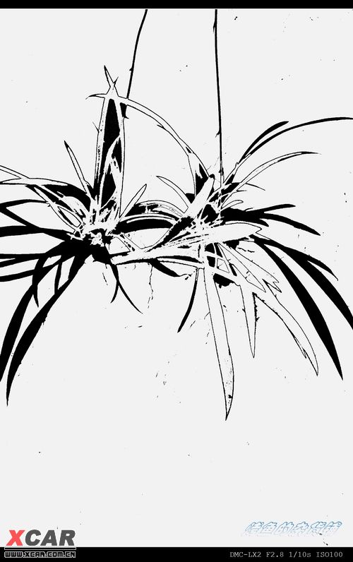 吊兰
