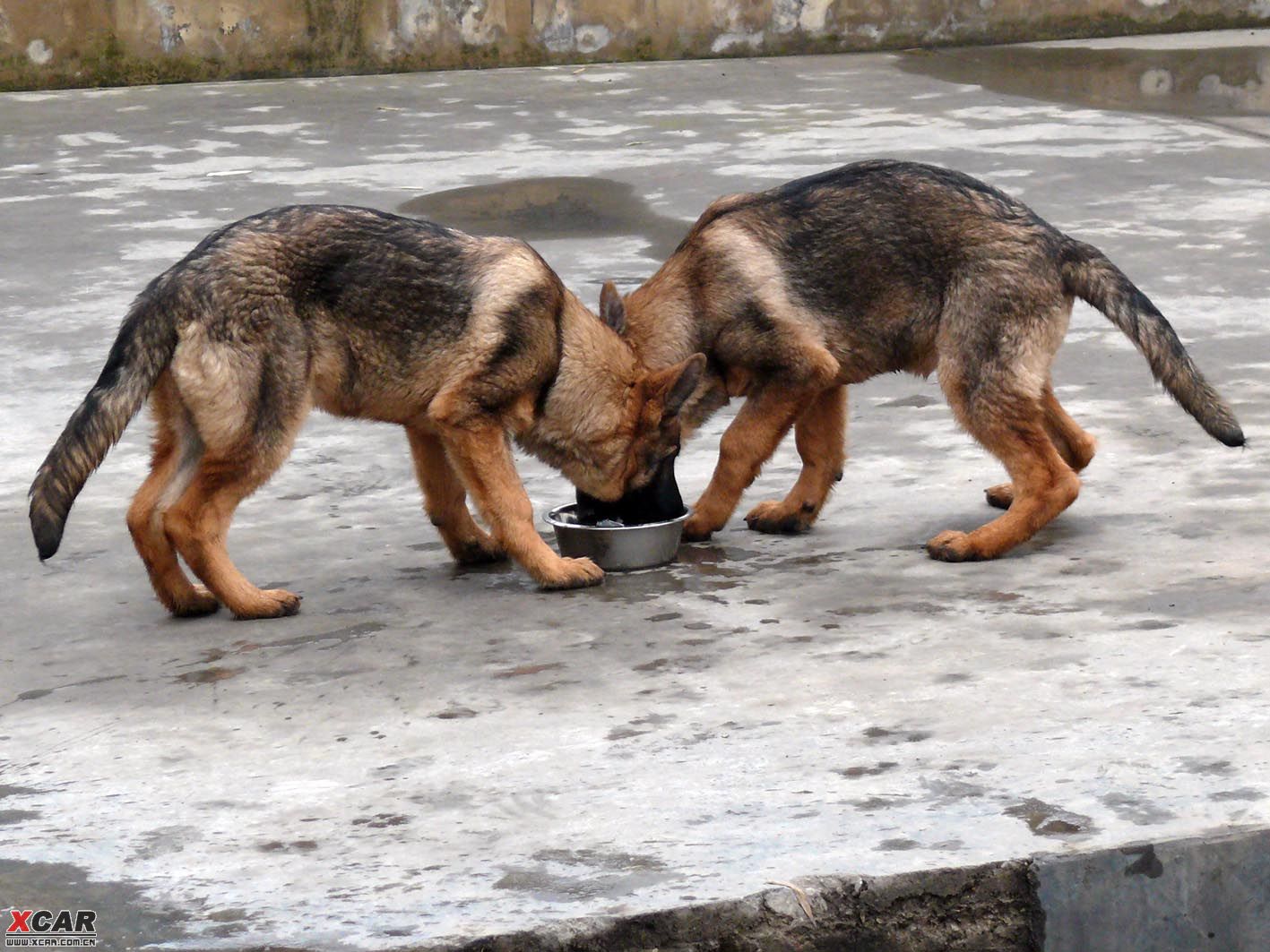 【图】青犬!德国牧羊犬稀少的一种!_1_贵州论坛_爱卡