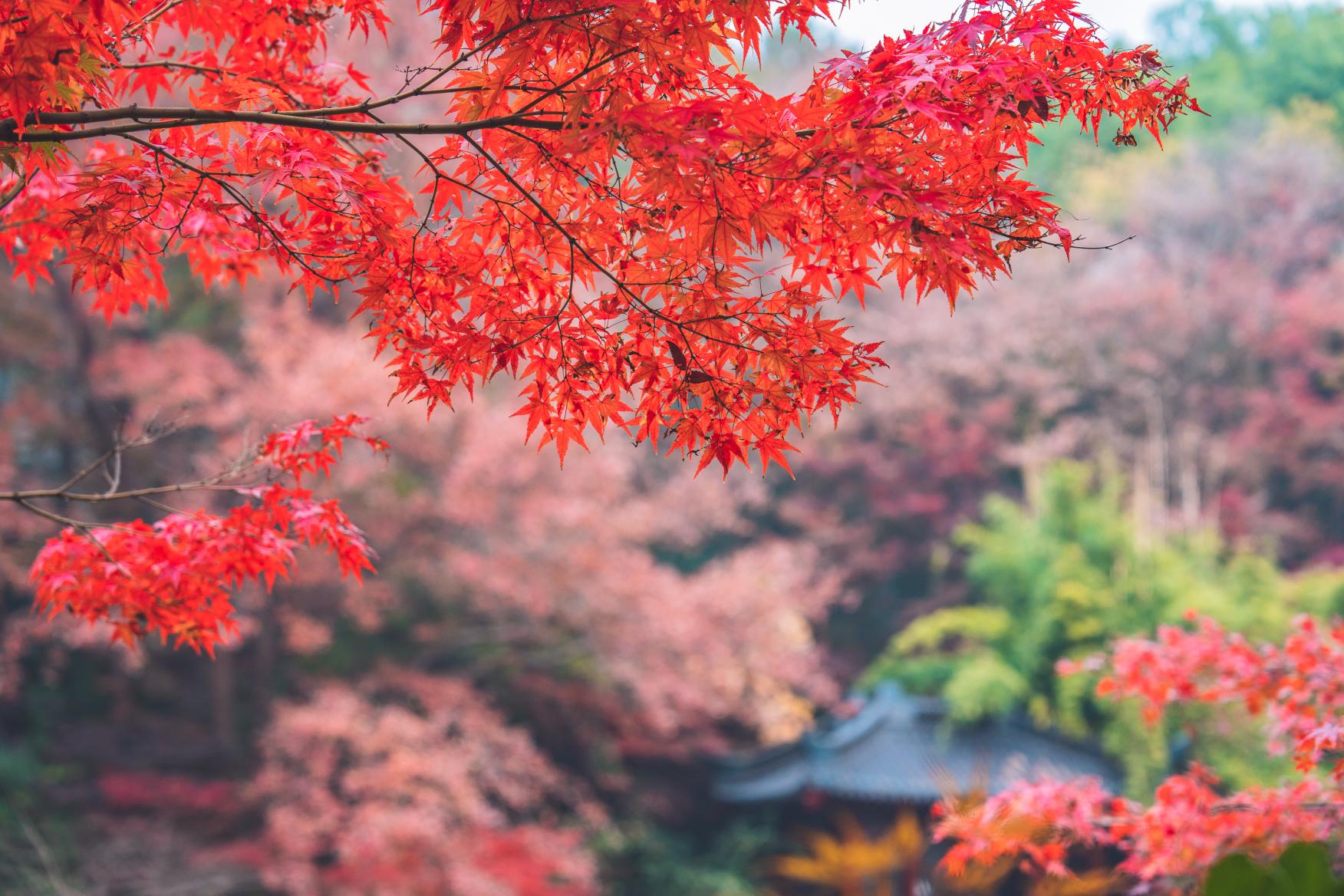 又是一年枫叶🍁季，栖霞山已漫山红枫！