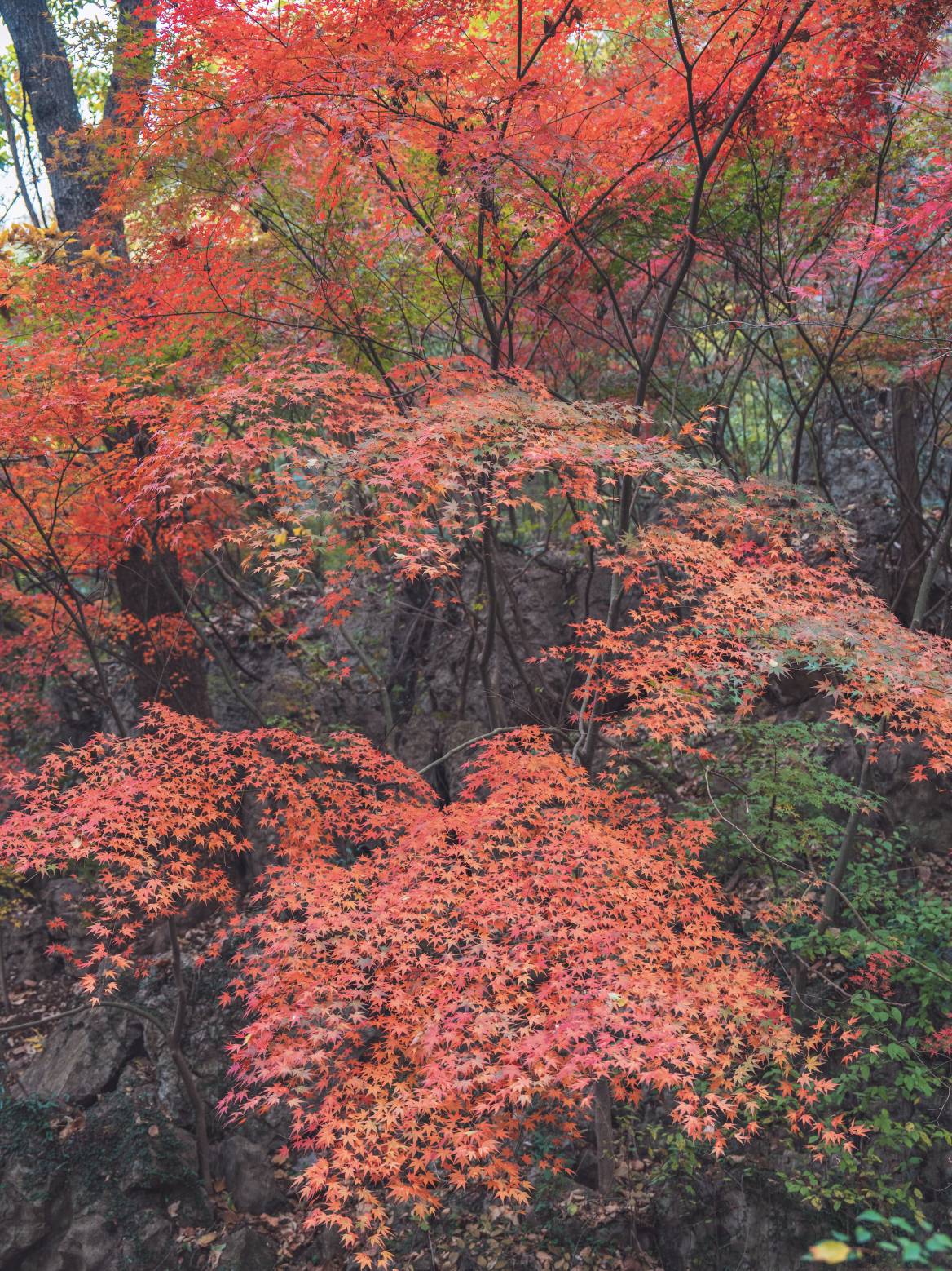 又是一年枫叶🍁季，栖霞山已漫山红枫！