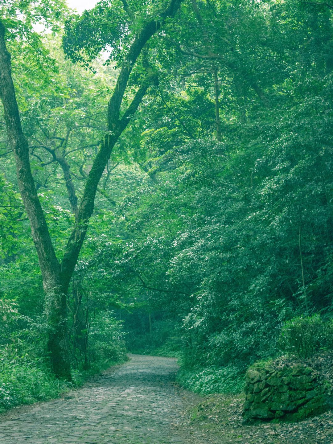 杭州｜初夏就是要去森林里徒步呀