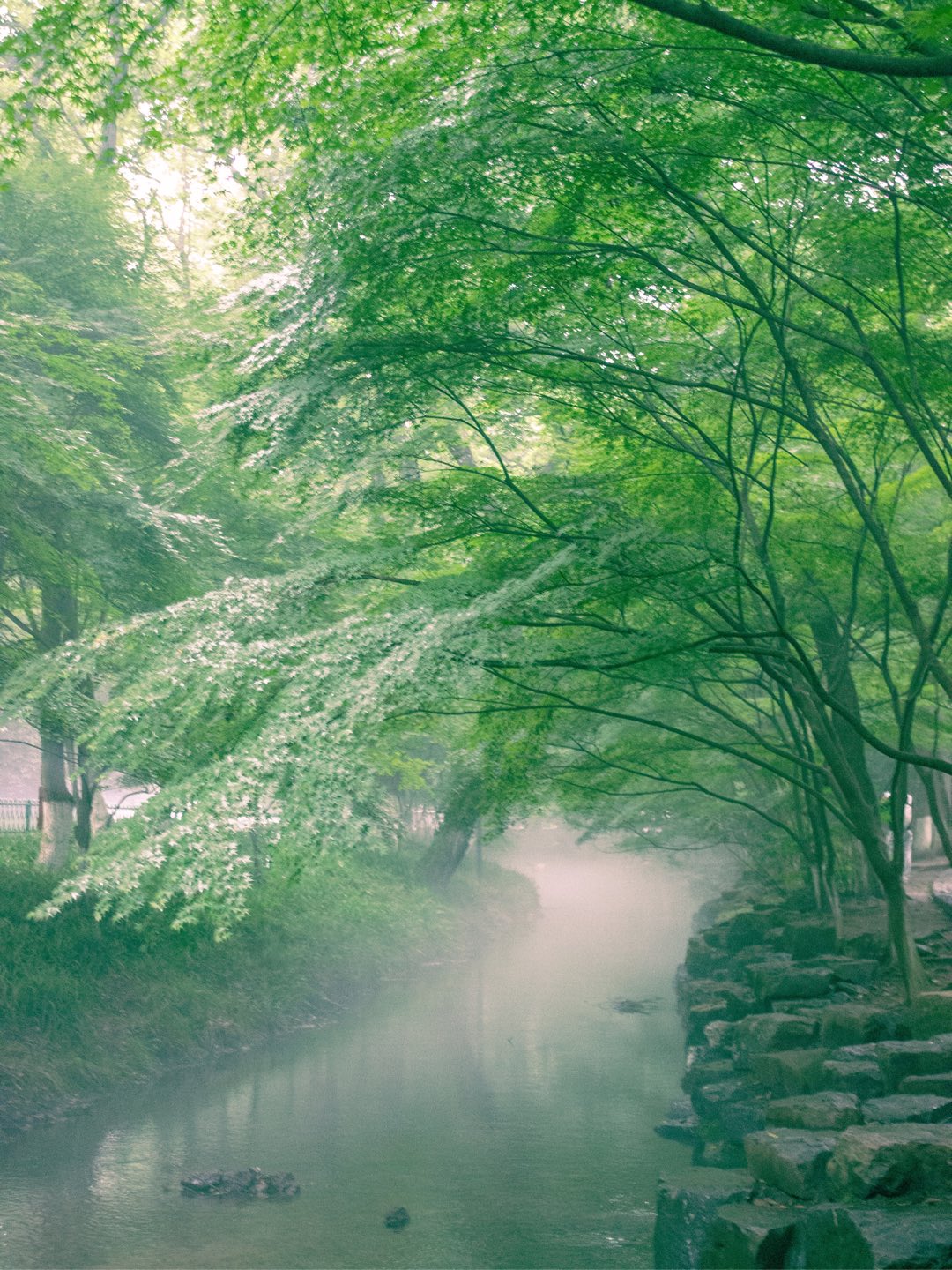 杭州｜初夏就是要去森林里徒步呀
