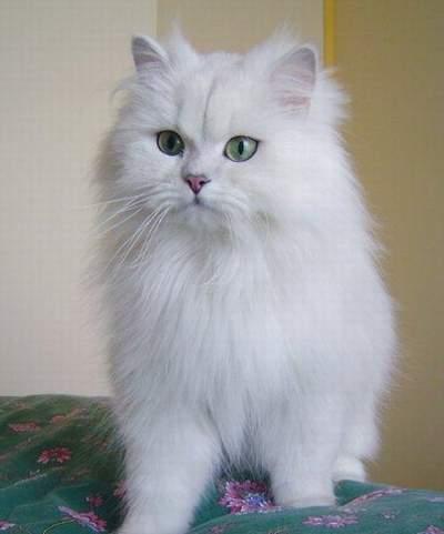 生性好奇的蒂凡尼猫