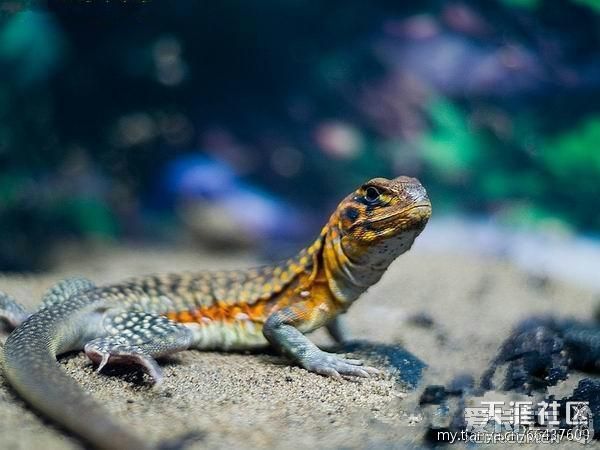湛江蜥蜴的品种图片