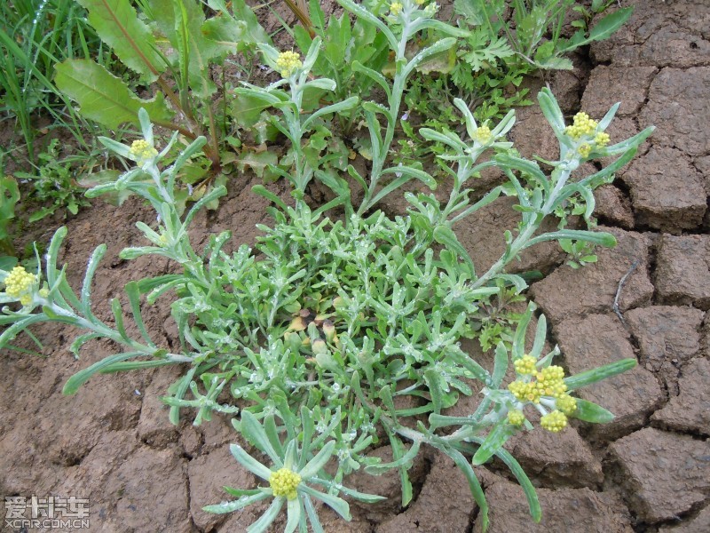 36,鼠麴草(做清明果的野菜)