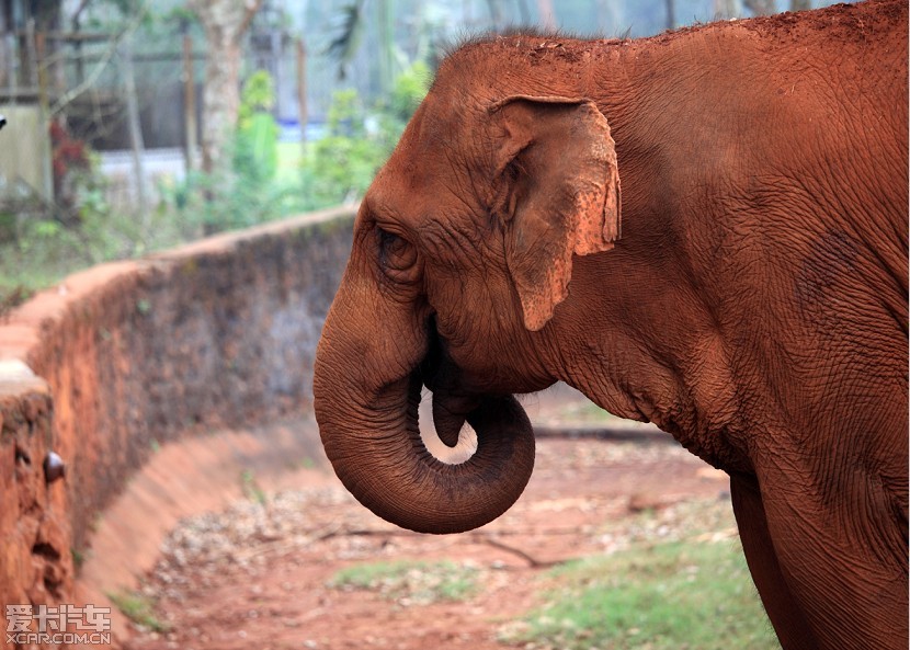 海口東山熱帶野生動植物園——飛禽走獸