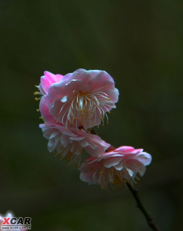 探詢後花圓,問道青城山