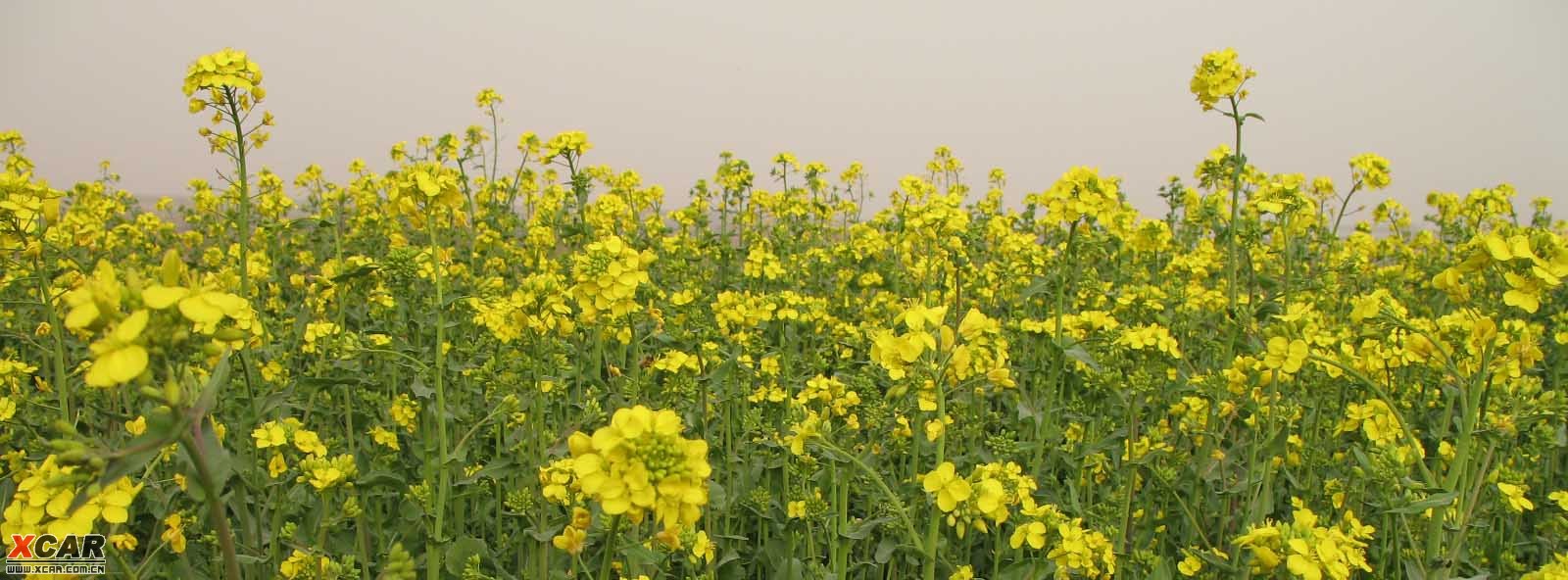 北方油菜花.… 查看本樓