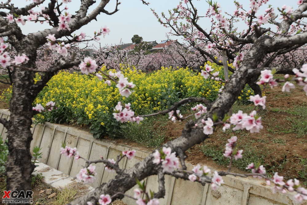 3月3無錫陽山桃花節踏青賞花