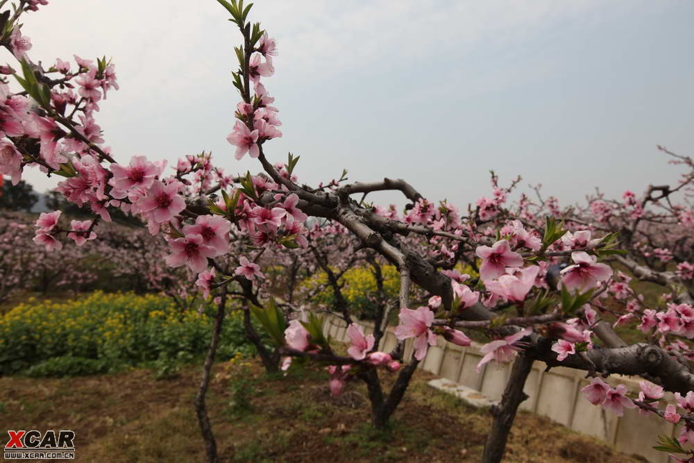 3月3無錫陽山桃花節踏青賞花