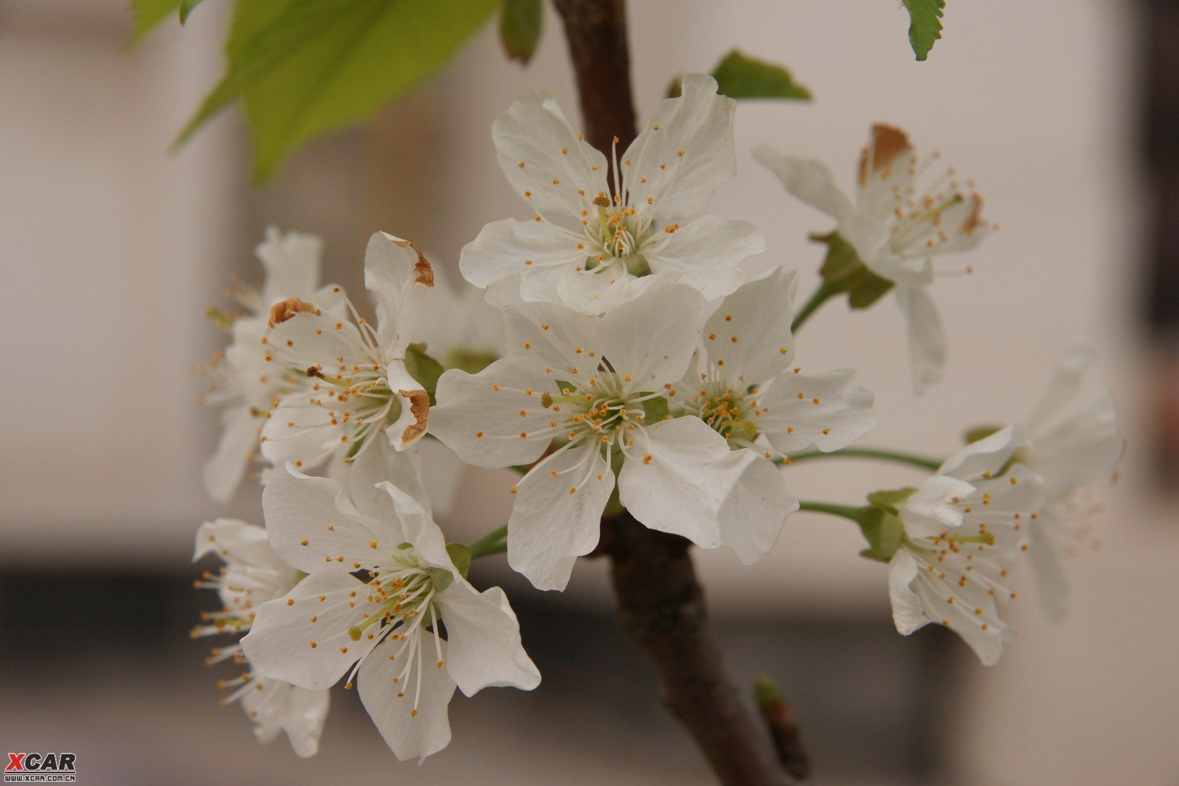 我种的樱桃树开花了