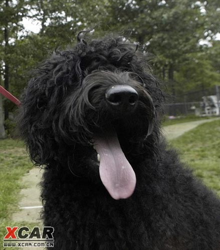 【图】黑色卷毛葡萄牙水猎犬当选美国"白宫第一狗"