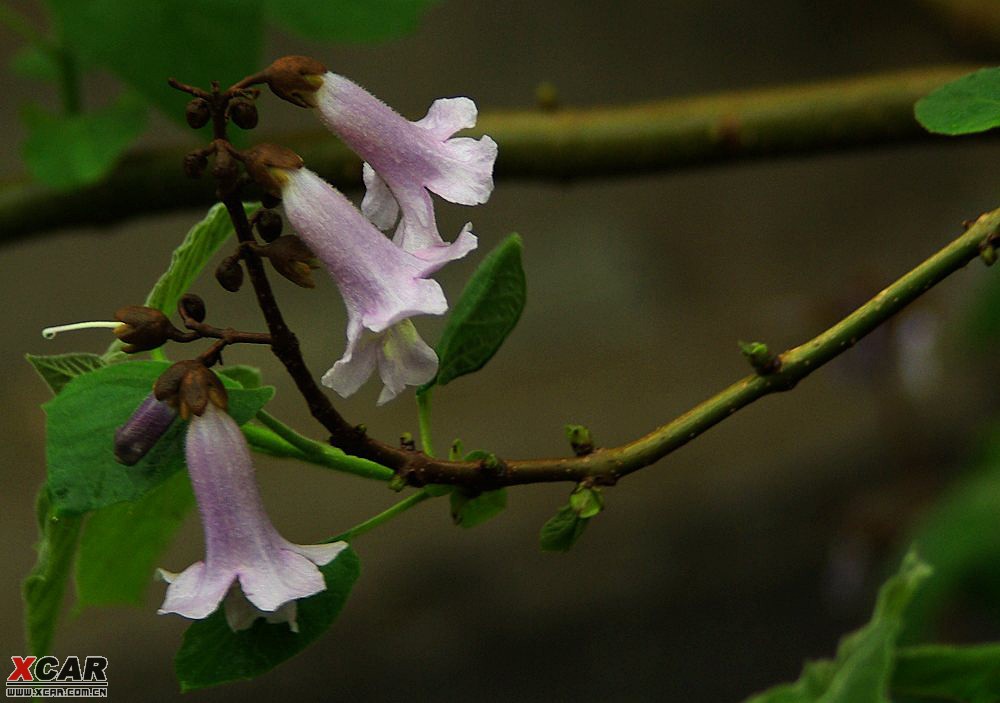 梧桐花