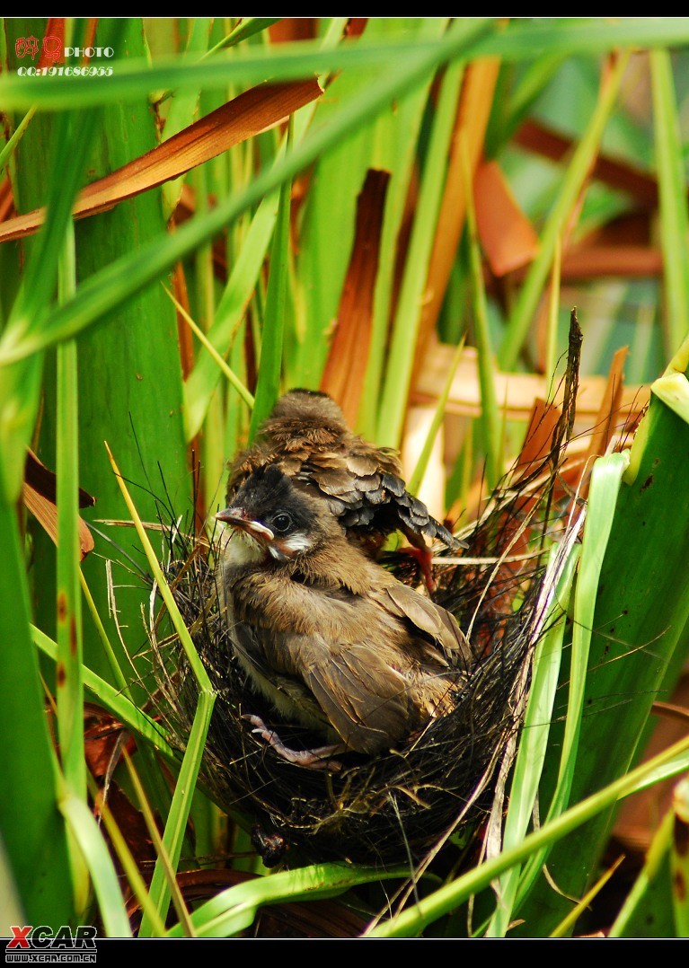 红耳鹎雏鸟分公母图图片