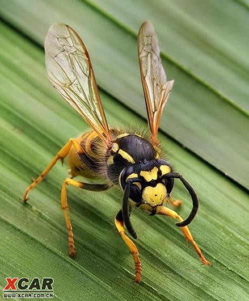 细腰亚目的德国黄胡蜂(vespula germanica)