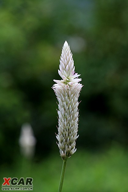 3樓 143名字:青葙子 學名:semen celosiae 別名 :野雞冠花,狼尾花