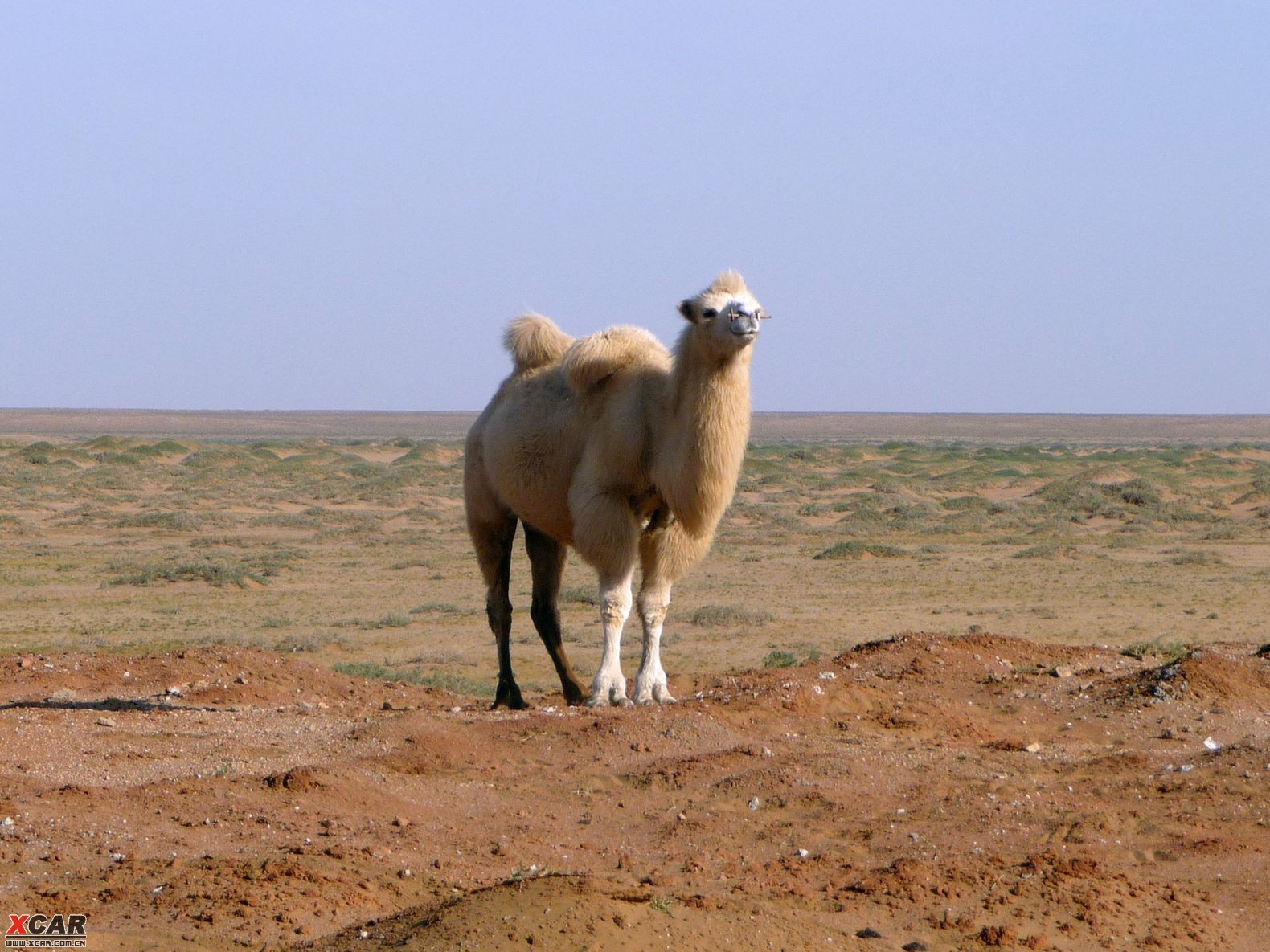 这个小白骆驼真漂亮