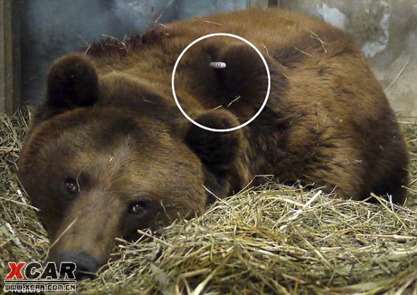 恐怖食人熊案件图片