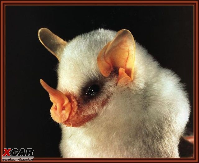 洪都拉斯白色蝙蝠