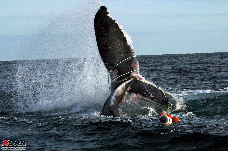 挣扎的海洋巨兽:人类捕鲸的震撼场面(高清组图/转贴慎入)