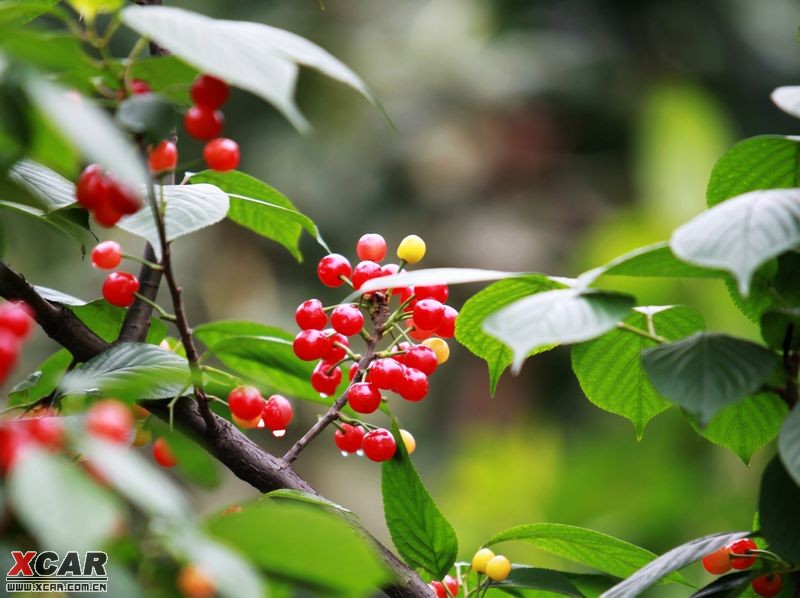 蒲江樱桃节