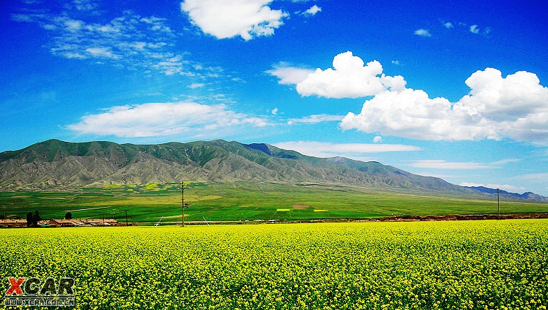 山丹军马场油菜花图片