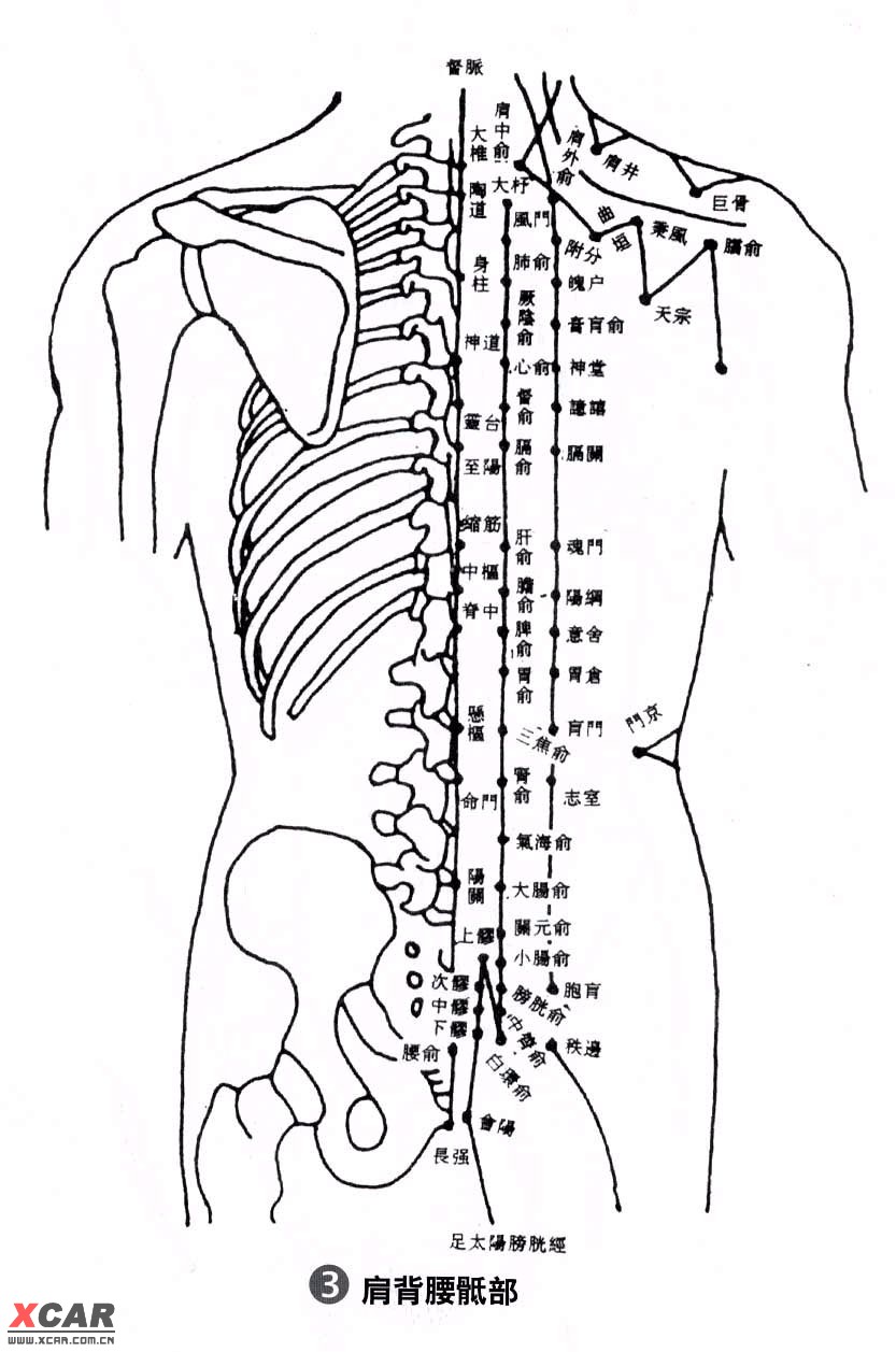 人身经络图示意图图片