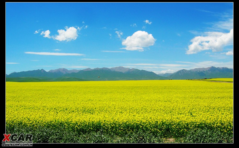 山丹军马场油菜花图片