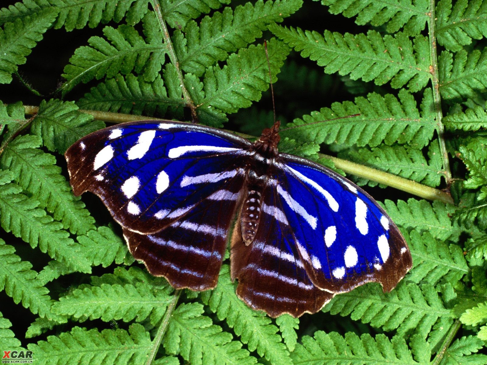最美的蝴蝶品种图片