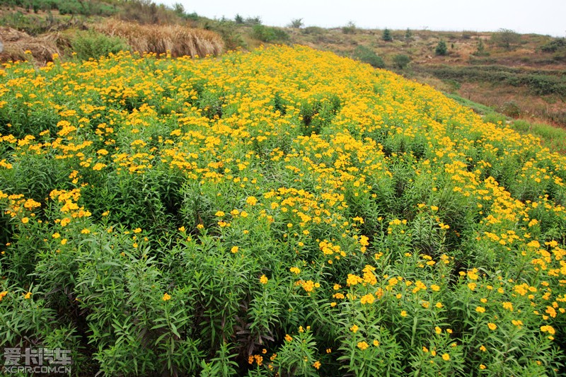 小团山香草农庄图片