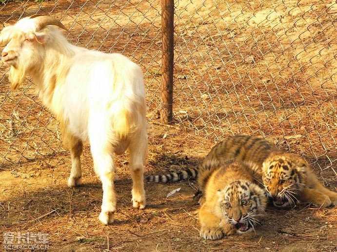 昨日在九峰森林動物園,一隻山羊和兩隻小虎在一起玩耍.