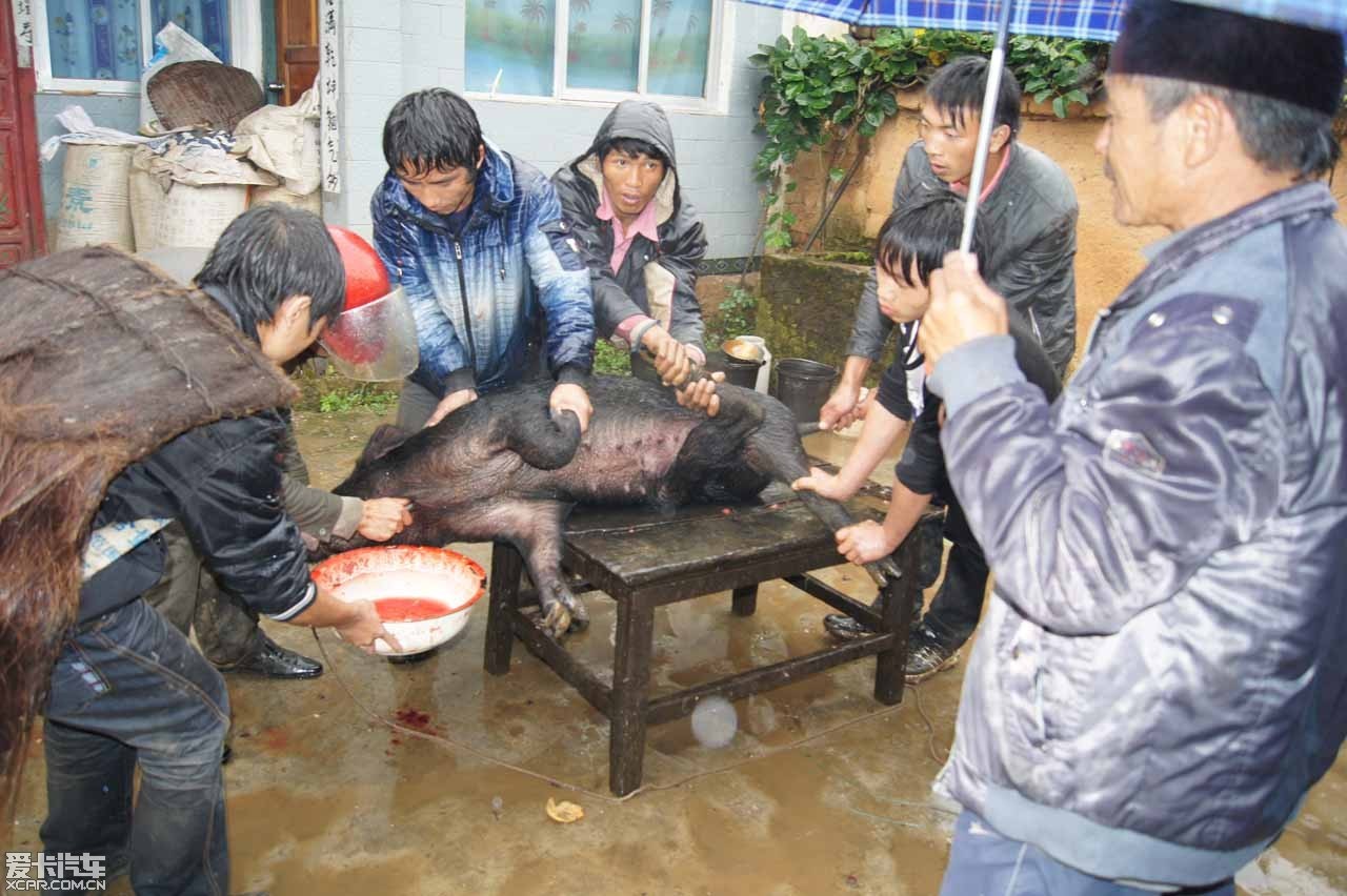 惠安高级中学杀猪图片