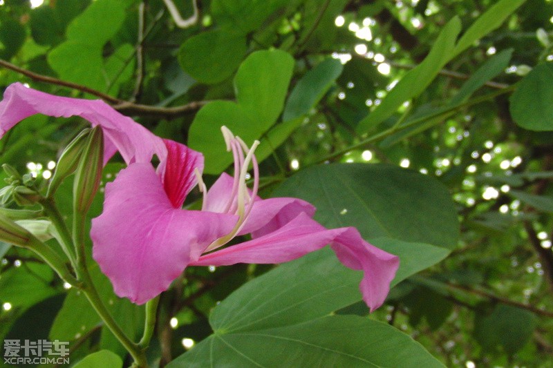 澳门的市花(水莲花是澳门的市花)