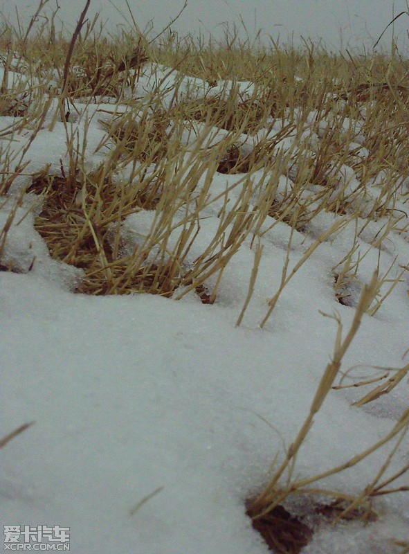 化雪了,跟1张图凑个热闹